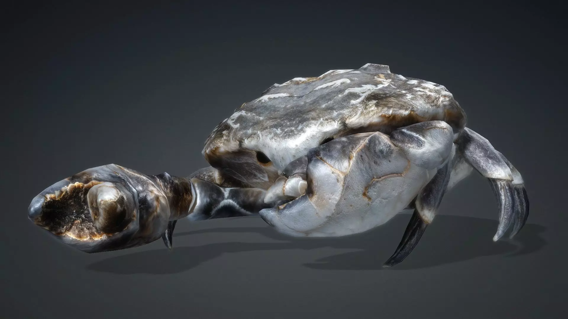 Crab Monster-V1c 3D model_12