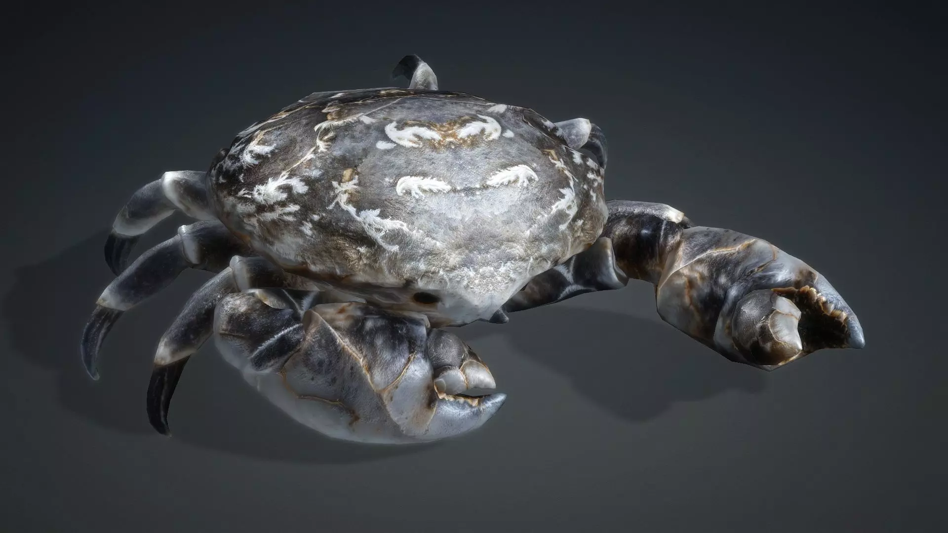 Crab Monster-V1c 3D model_13