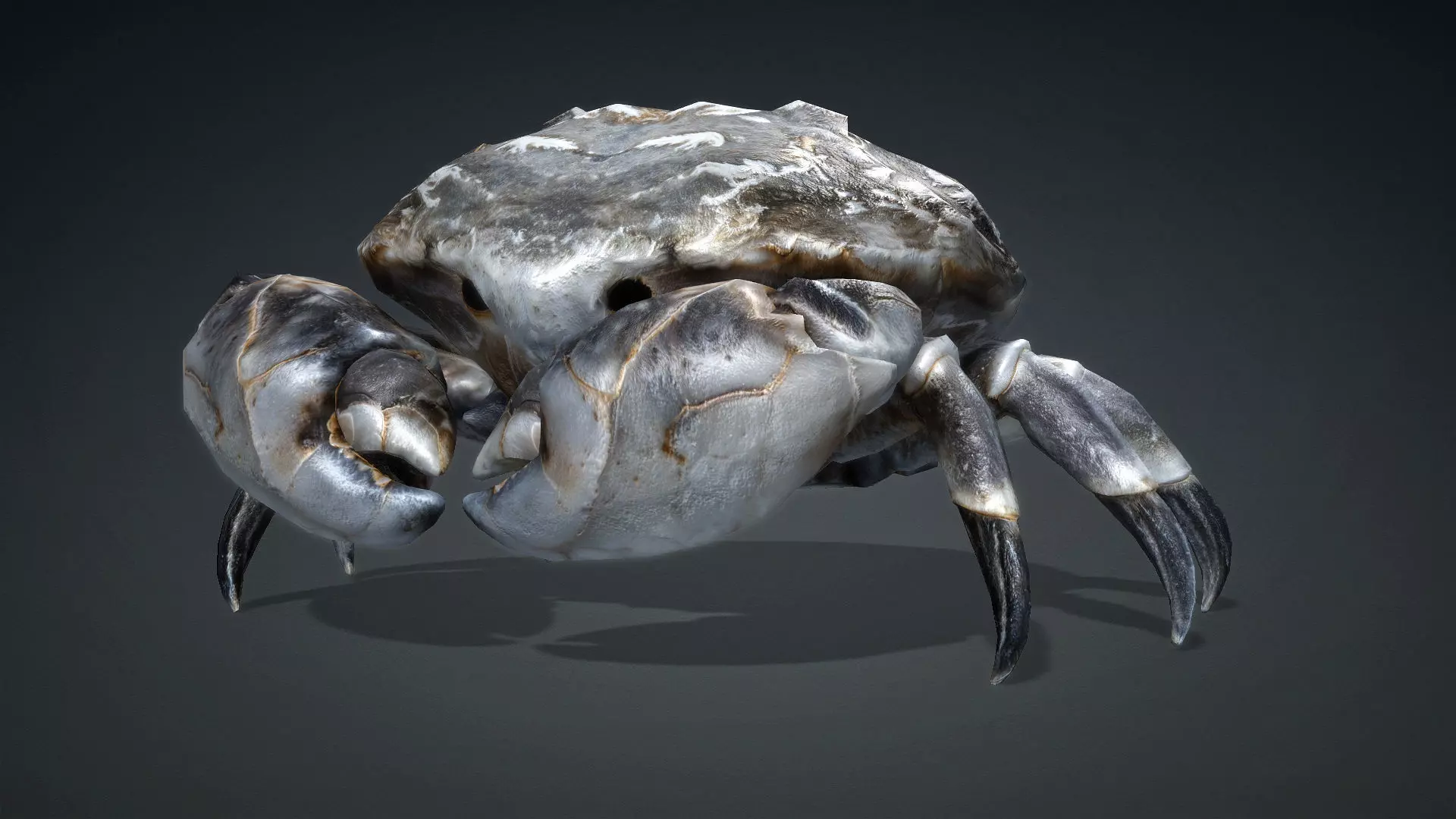 Crab Monster-V1c 3D model_2