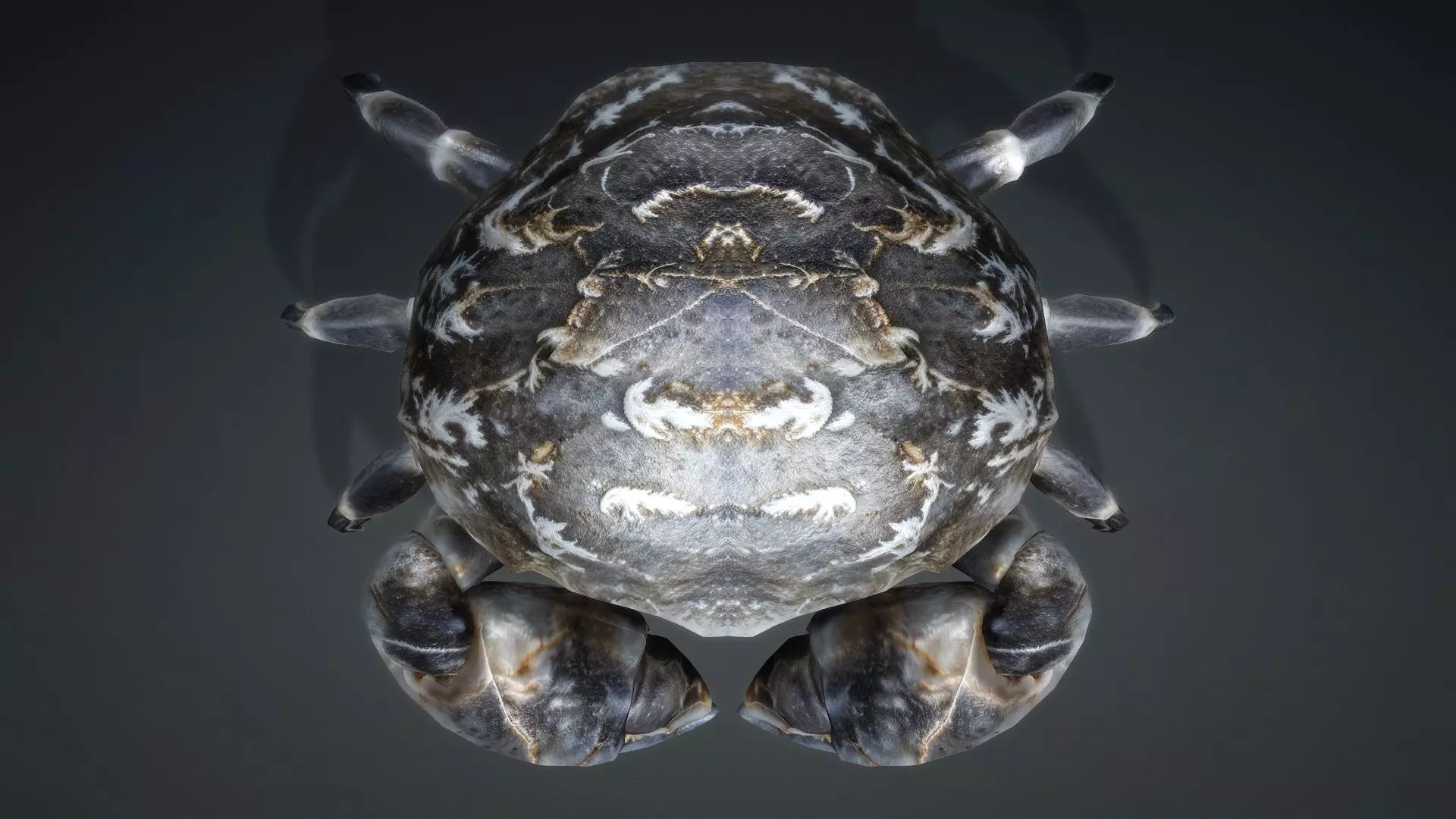 Crab Monster-V1c 3D model_10