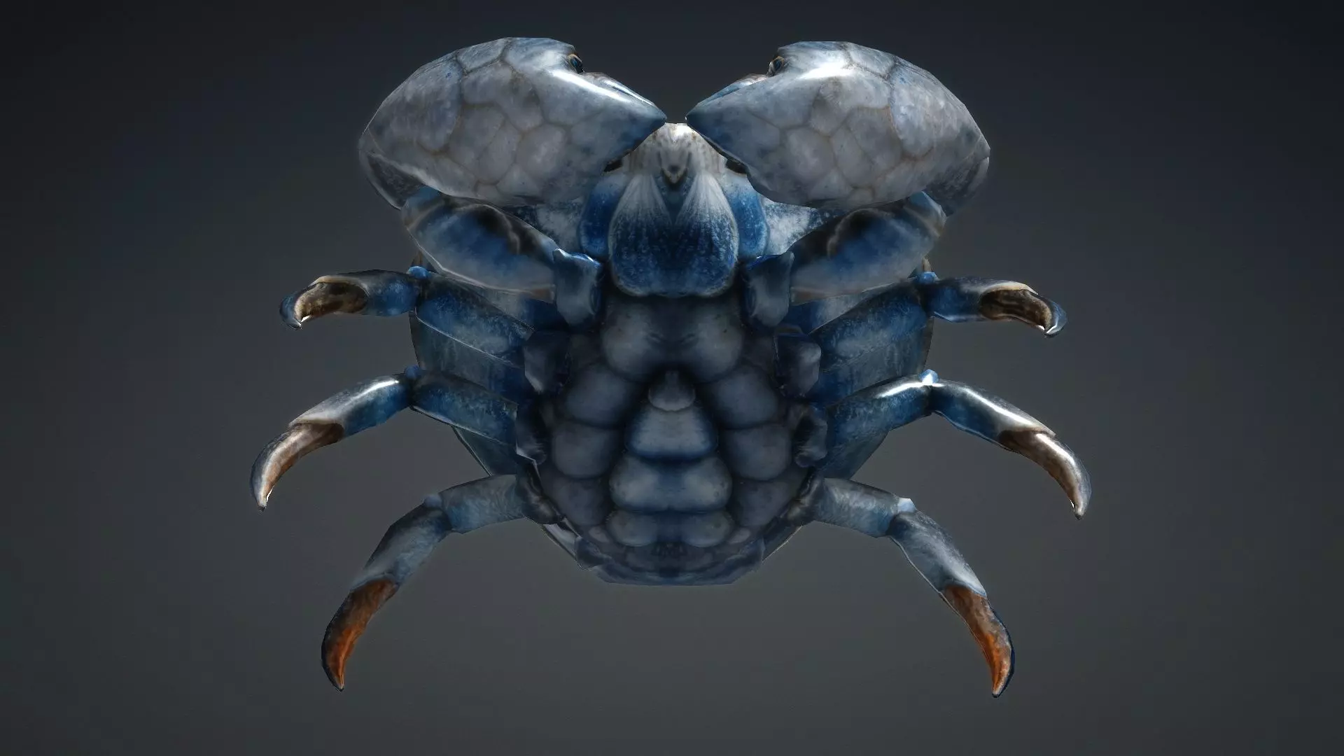 Crab Monster-V1e 3D model_11