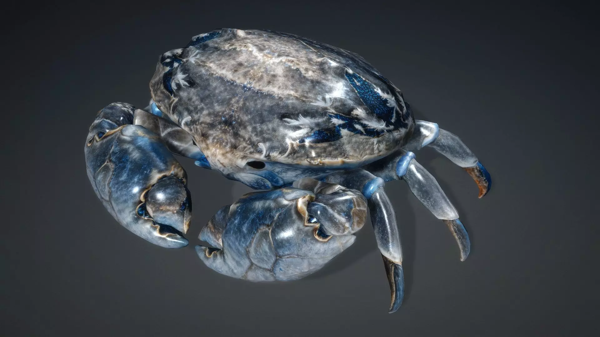 Crab Monster-V1e 3D model_9