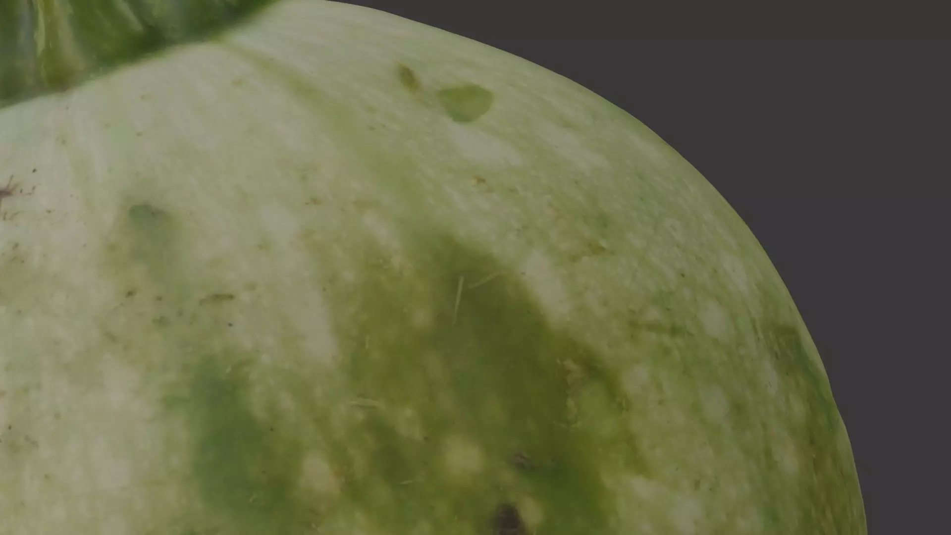 Round Squash Vegetable Scan Low-poly 3D model_7