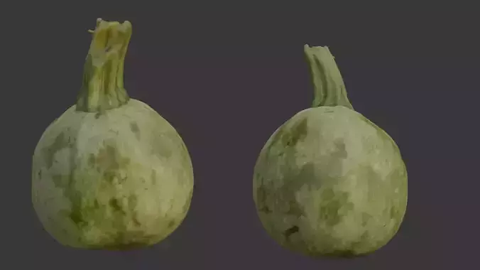  Round Squash Vegetable Scan