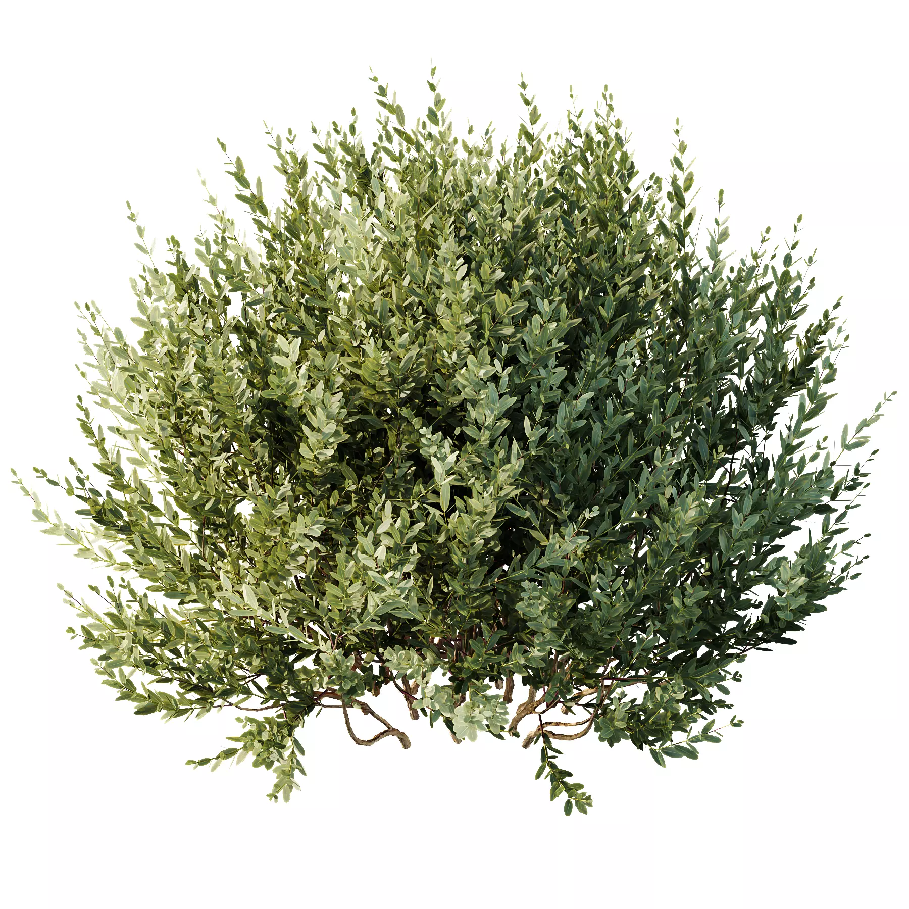 AV Montra Olive Bush 3D model_1