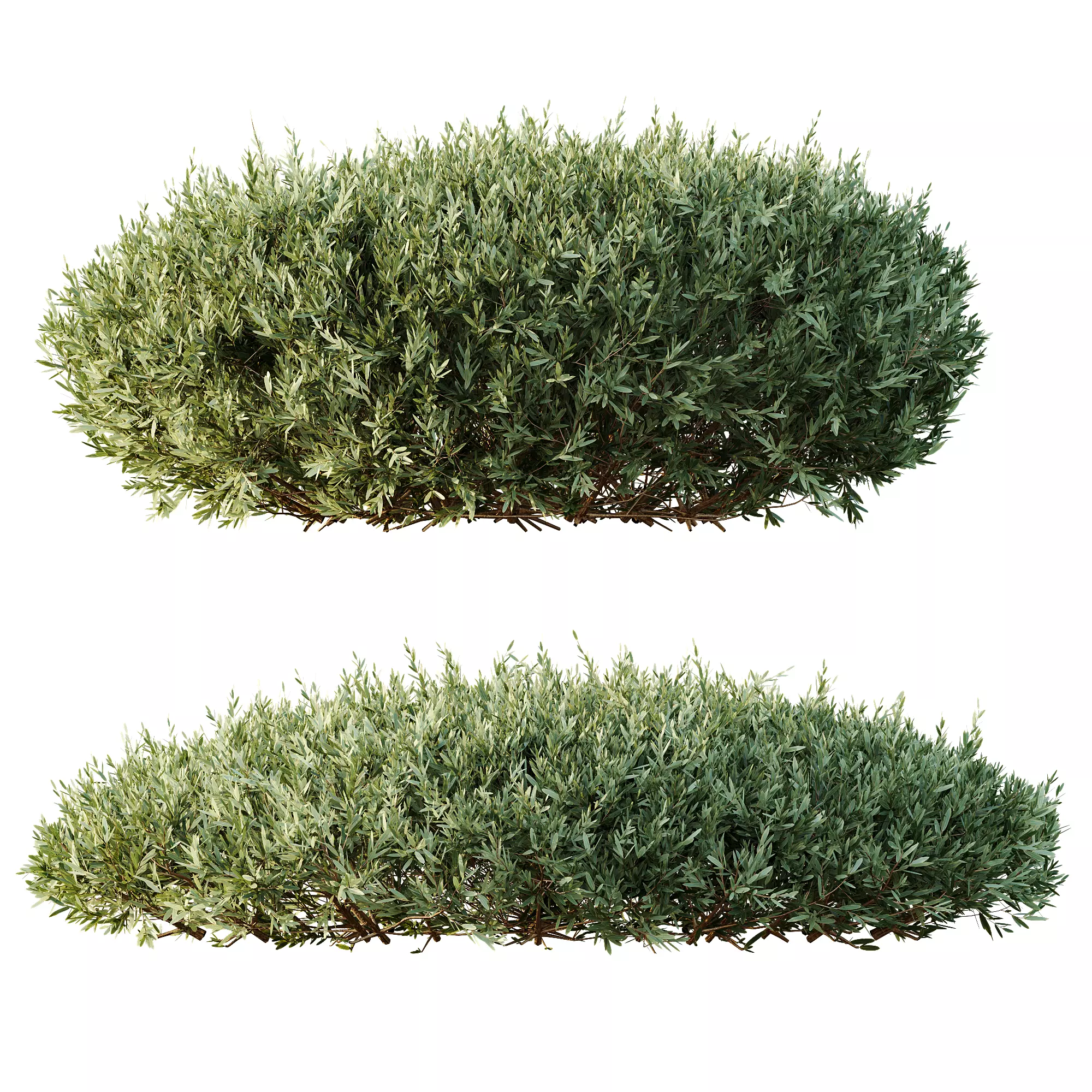 AV Montra Olive Bush 3D model_3