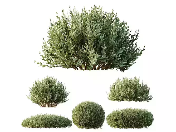 AV Montra Olive Bush 3D model AV Montra Olive Bush 3D model