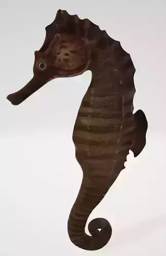 Seahorse 3D Model 