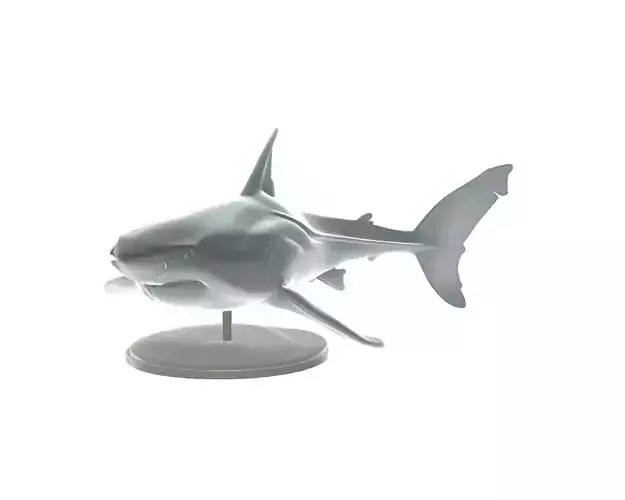 Realistic Shark Model Ocean Animal Figurine 3D print model