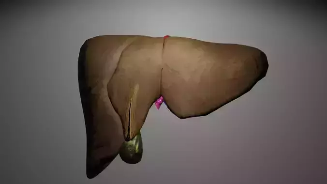 Human Liver 3D Model Low-poly 3D model