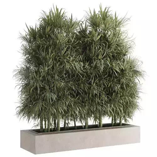 Bamboo Plants in a box concrete - outdoor plant set 235