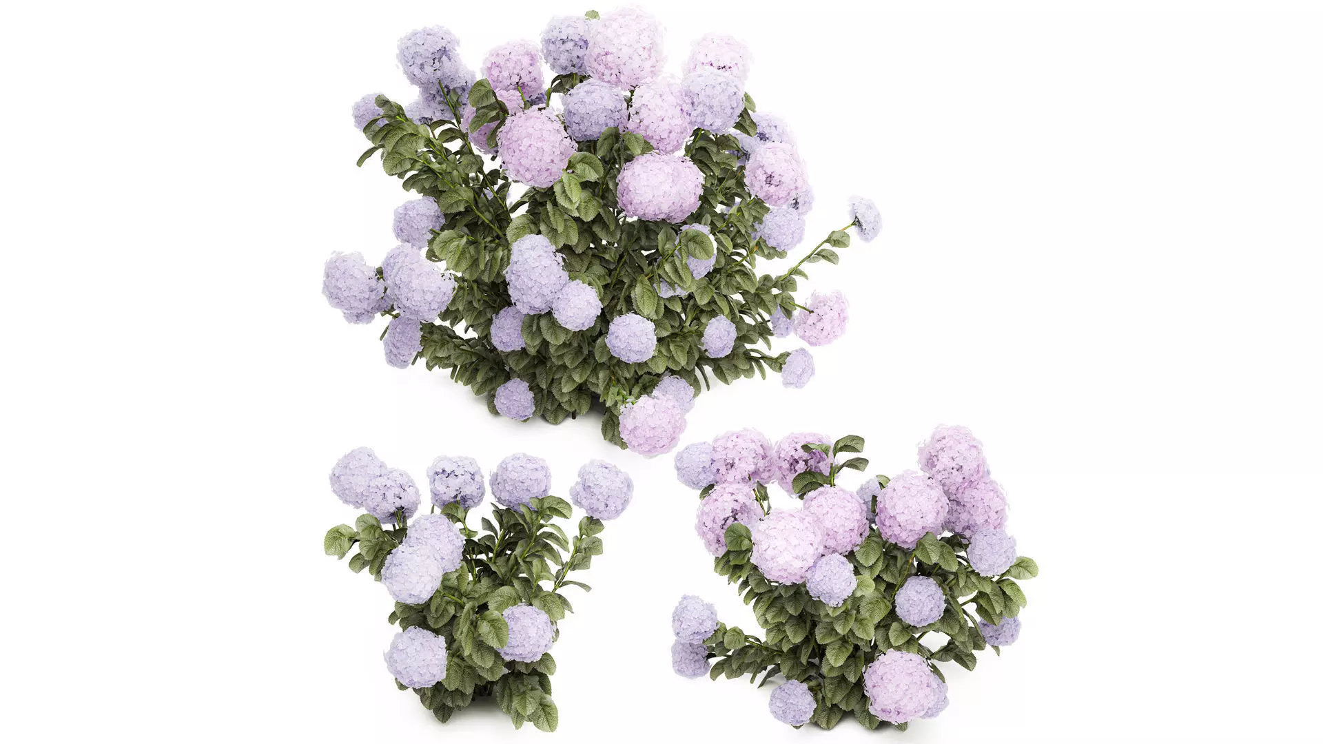 Set bushes lilac pink hydrangea with flowers for the garden 1486 3D model