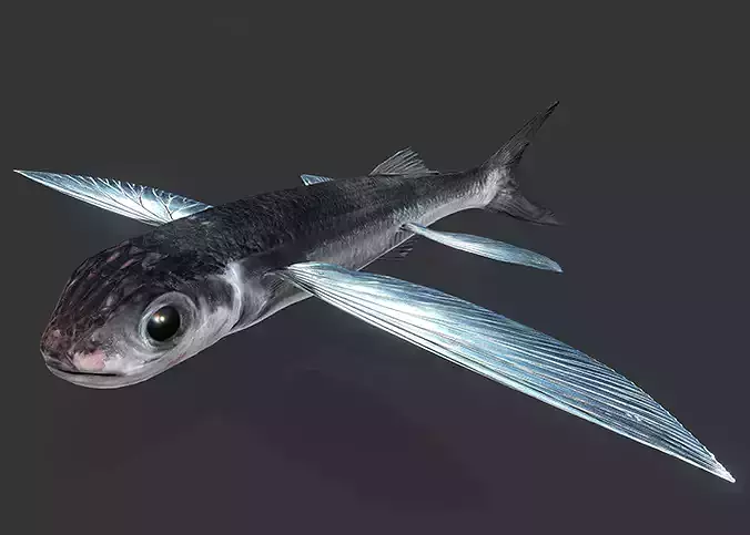 Realistic Flying Fish Animated