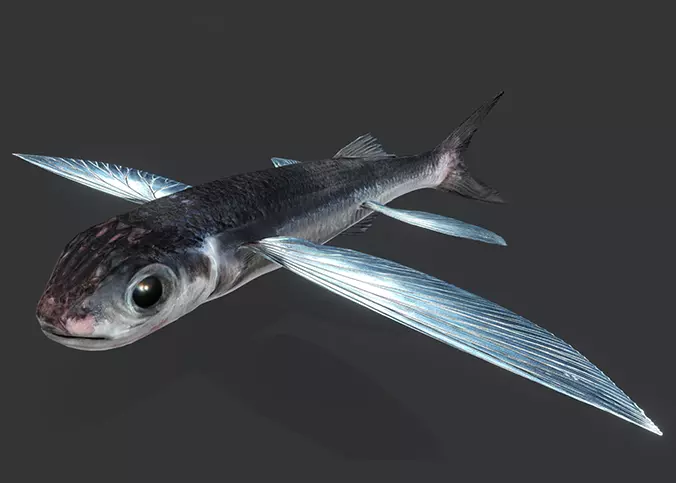 Realistic Flying Fish Animated 3D model