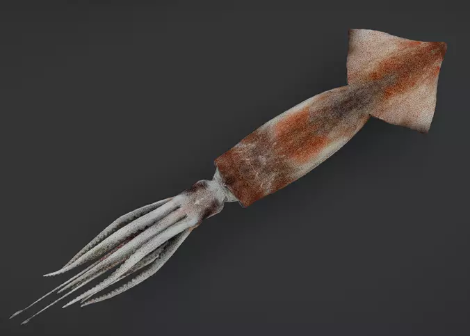 Realistic Flying Squid Animated 3D model