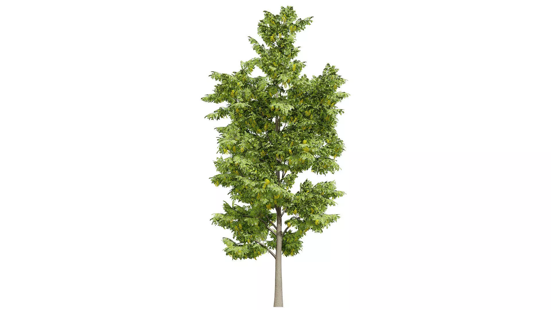 Optimized Foliage Collection Low-poly 3D model_4