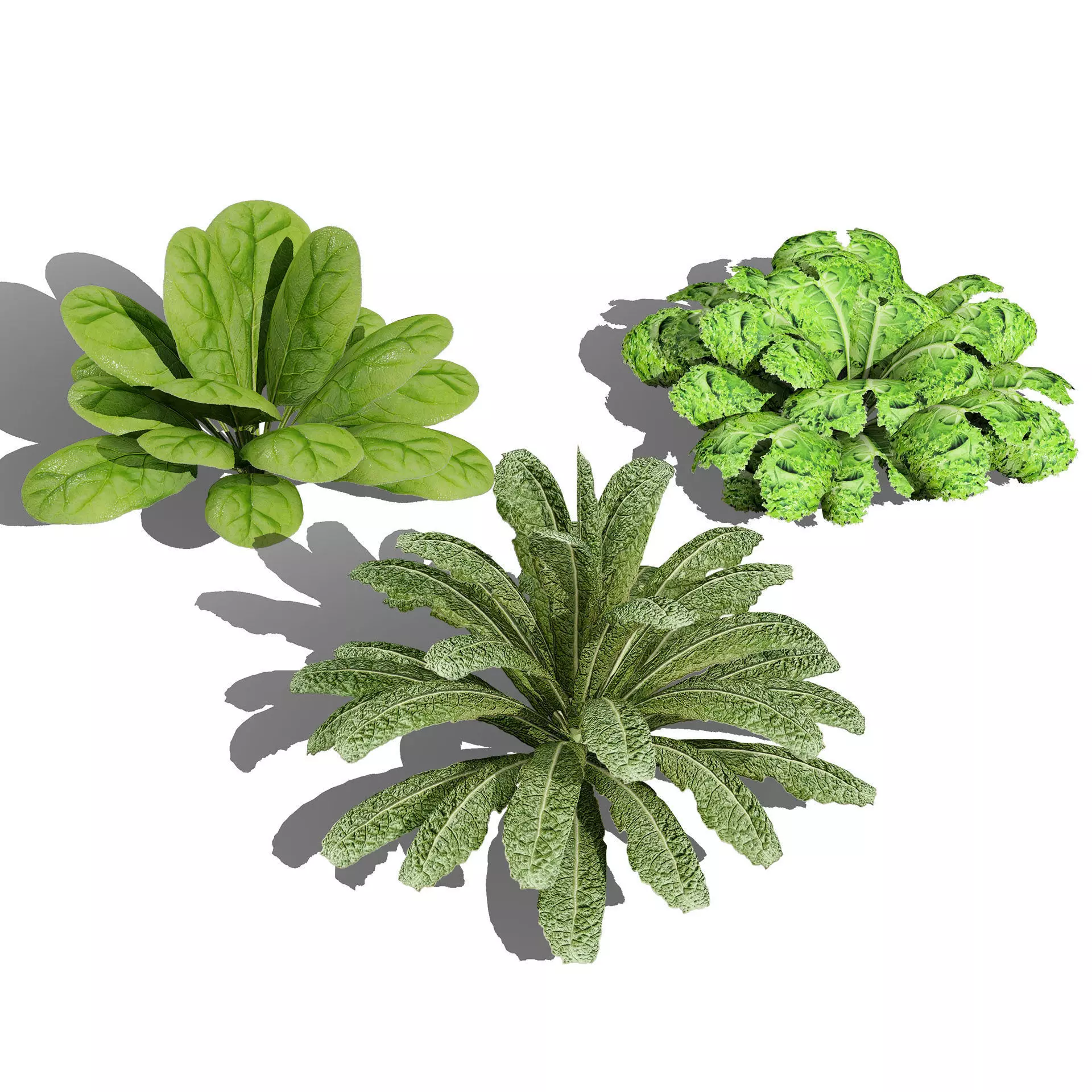 Optimized Foliage Collection Low-poly 3D model_30