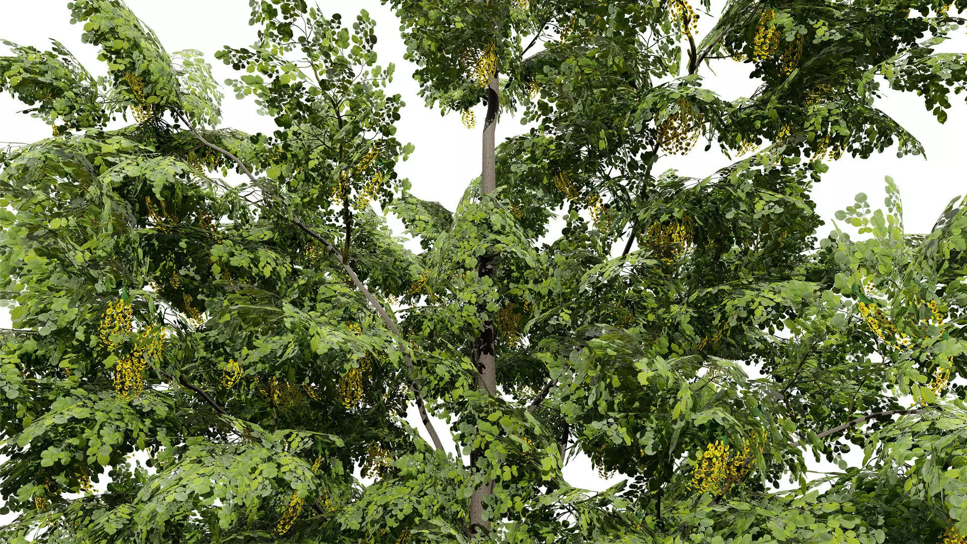 Optimized Foliage Collection Low-poly 3D model_14