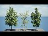 Optimized Foliage Collection Low-poly 3D model_1