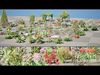 Optimized Foliage Collection Low-poly 3D model_2