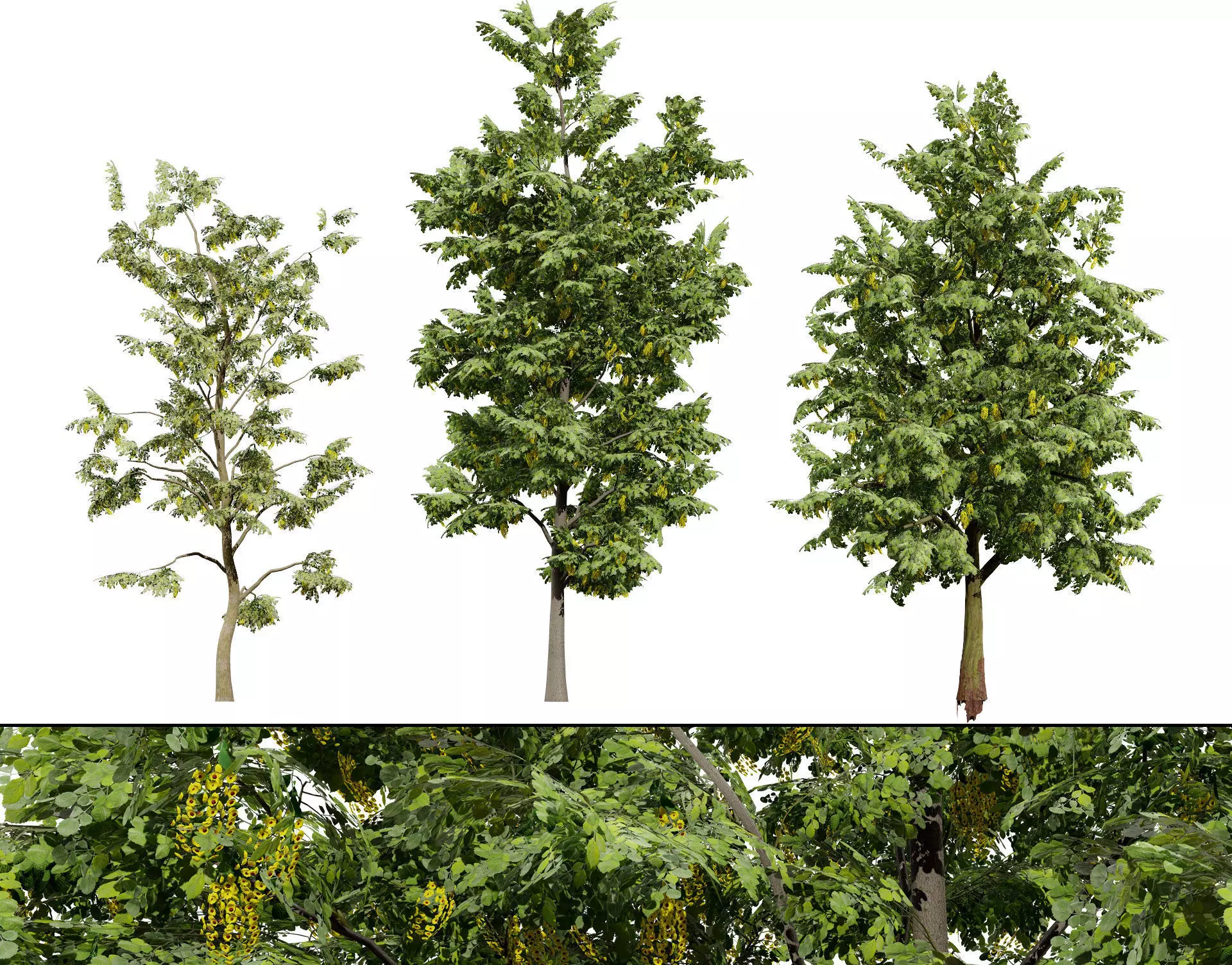 Optimized Foliage Collection Low-poly 3D model_0