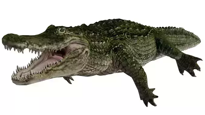 Alligator 3D model