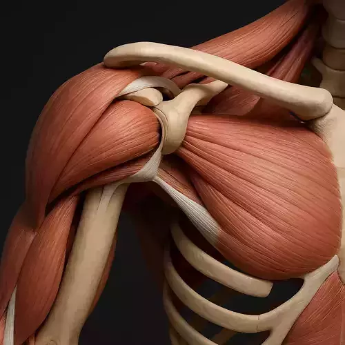 Anatomically Accurate 3D Model of the Human Shoulder Joint