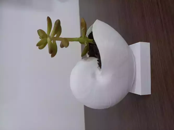 Seashell vase 3D print model