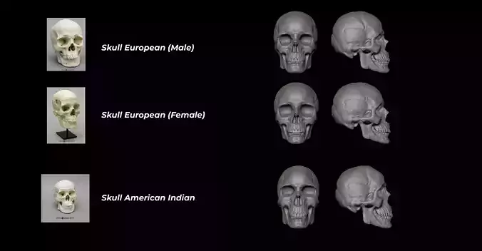 3D printing skull ethnicities
