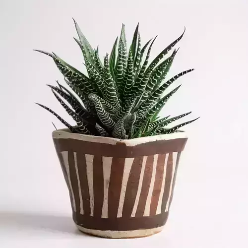 Zebra Haworthia in Handcrafted Ceramic Pot 3D print model