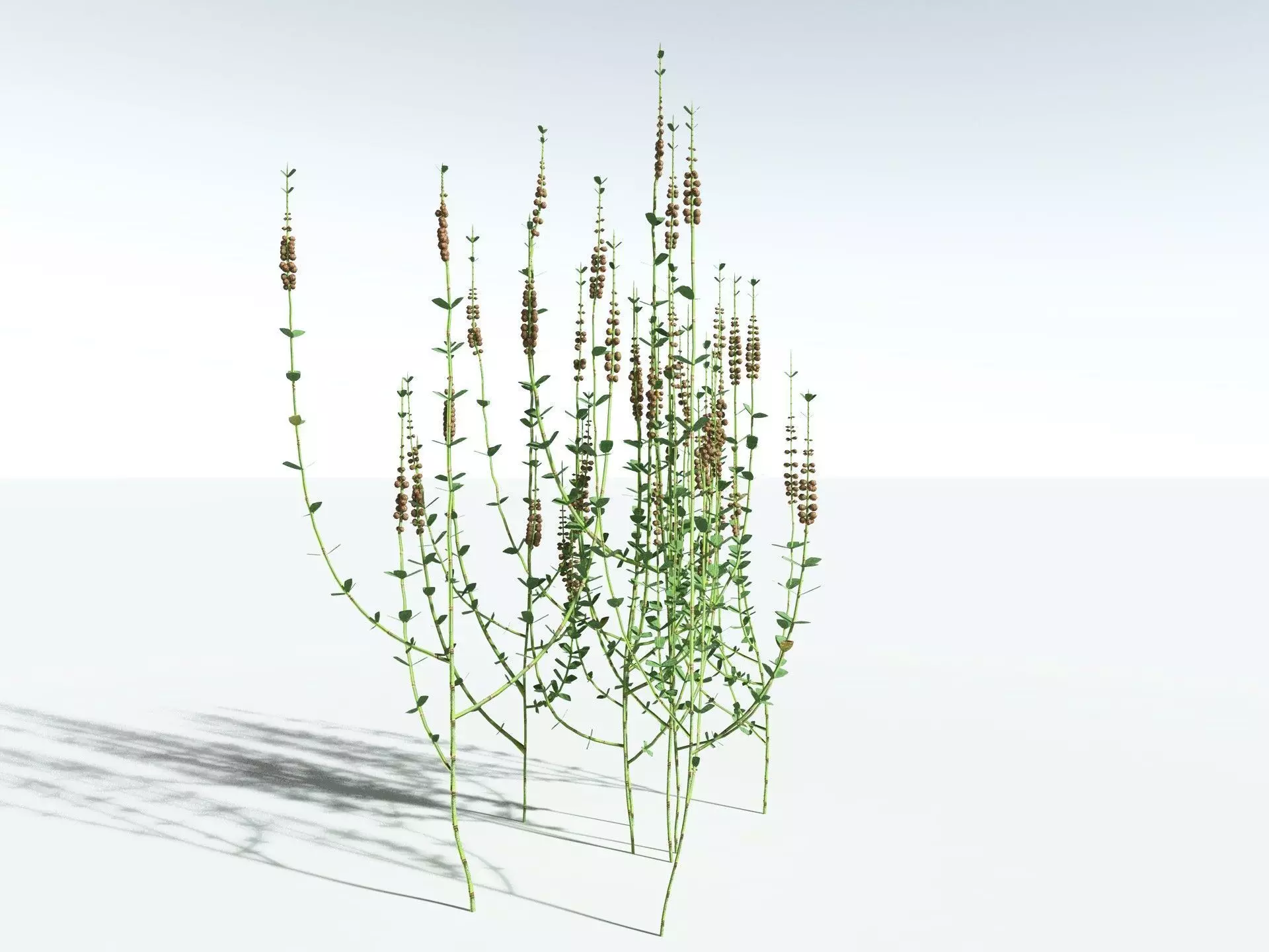 EVERYPlant Sphenophyllum Miravallis LowPoly Low-poly 3D model_6