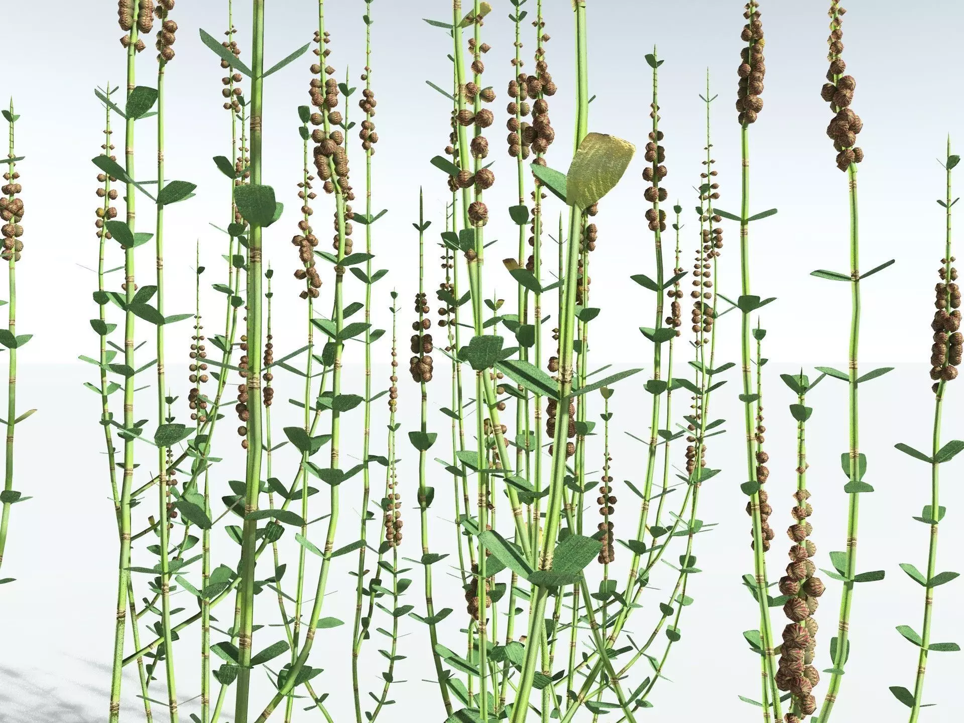 EVERYPlant Sphenophyllum Miravallis LowPoly Low-poly 3D model_21