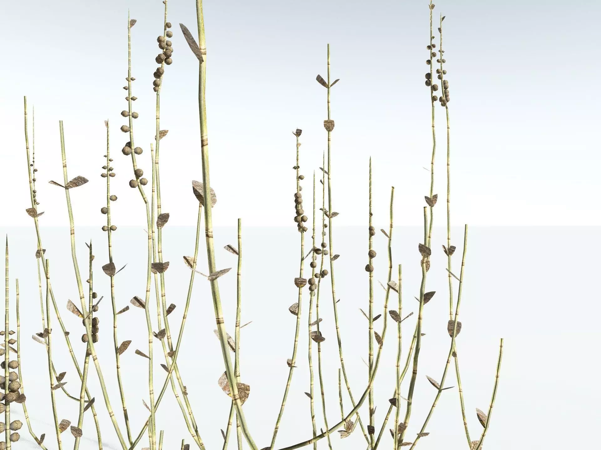 EVERYPlant Sphenophyllum Miravallis LowPoly Low-poly 3D model_19