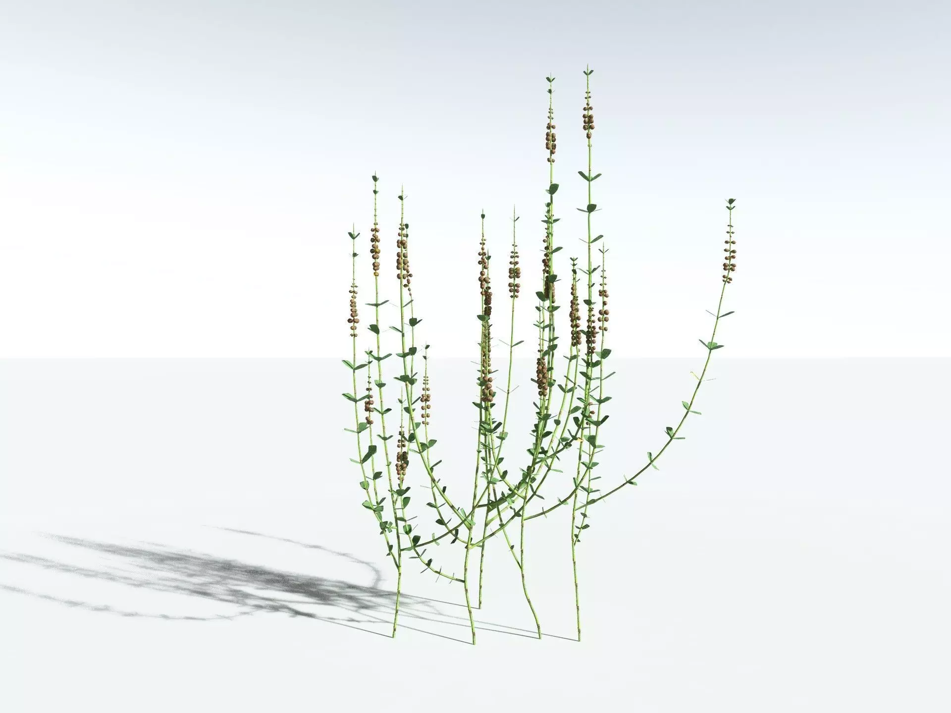 EVERYPlant Sphenophyllum Miravallis LowPoly Low-poly 3D model_32