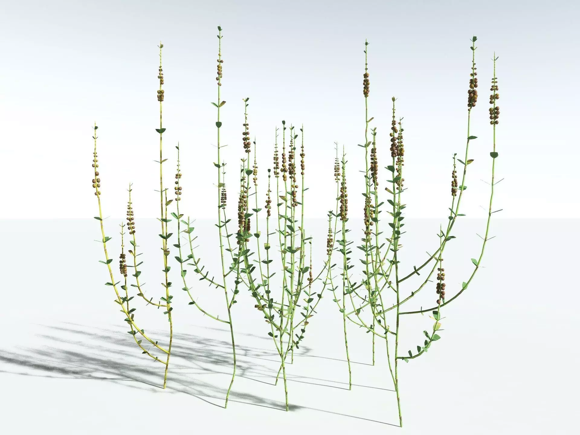 EVERYPlant Sphenophyllum Miravallis LowPoly Low-poly 3D model_12