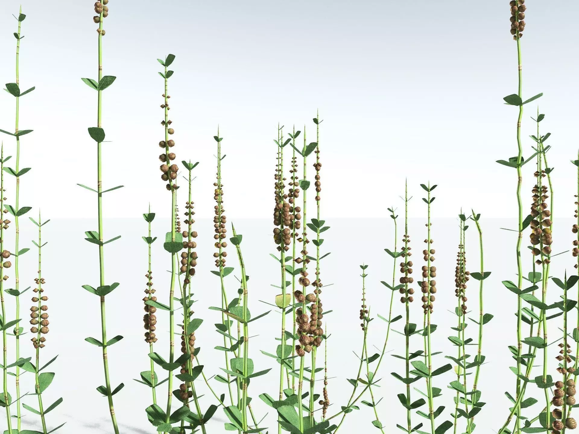 EVERYPlant Sphenophyllum Miravallis LowPoly Low-poly 3D model_23