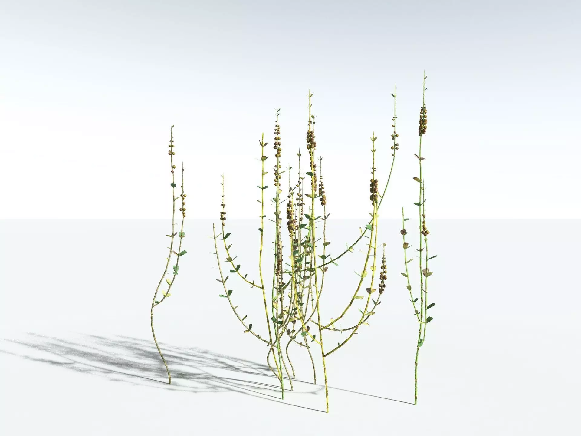 EVERYPlant Sphenophyllum Miravallis LowPoly Low-poly 3D model_14