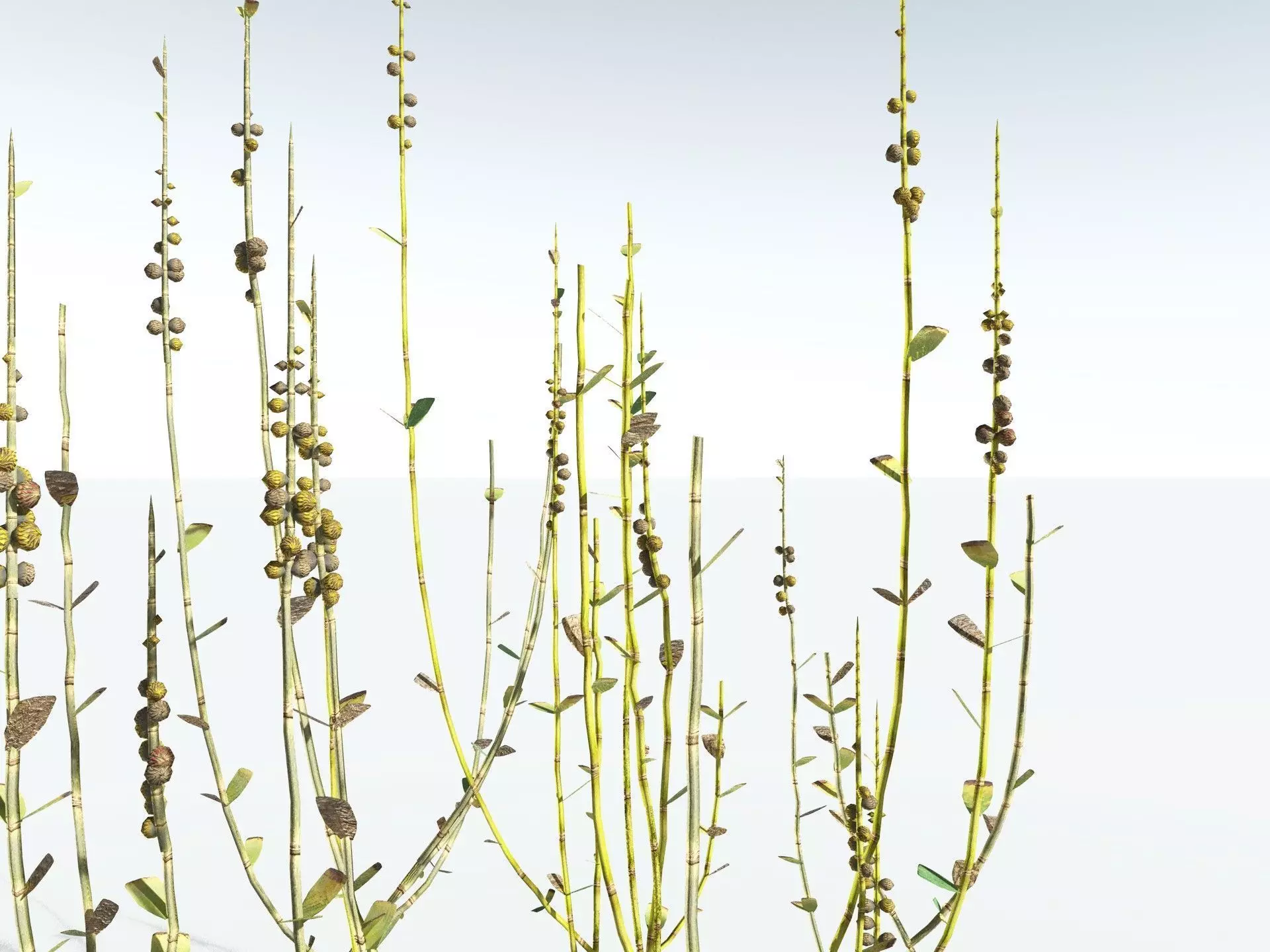 EVERYPlant Sphenophyllum Miravallis LowPoly Low-poly 3D model_17