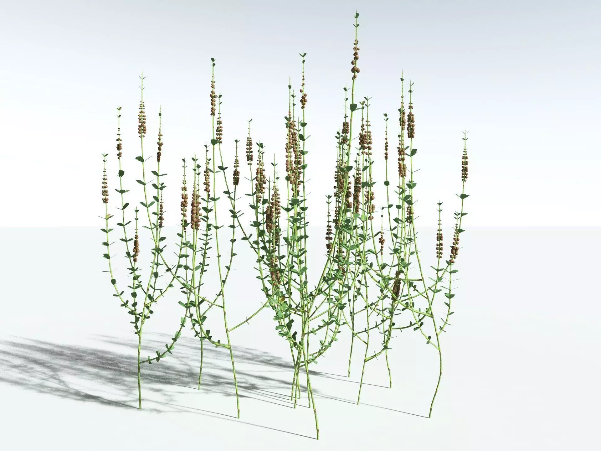 EVERYPlant Sphenophyllum Miravallis LowPoly Low-poly 3D model_8