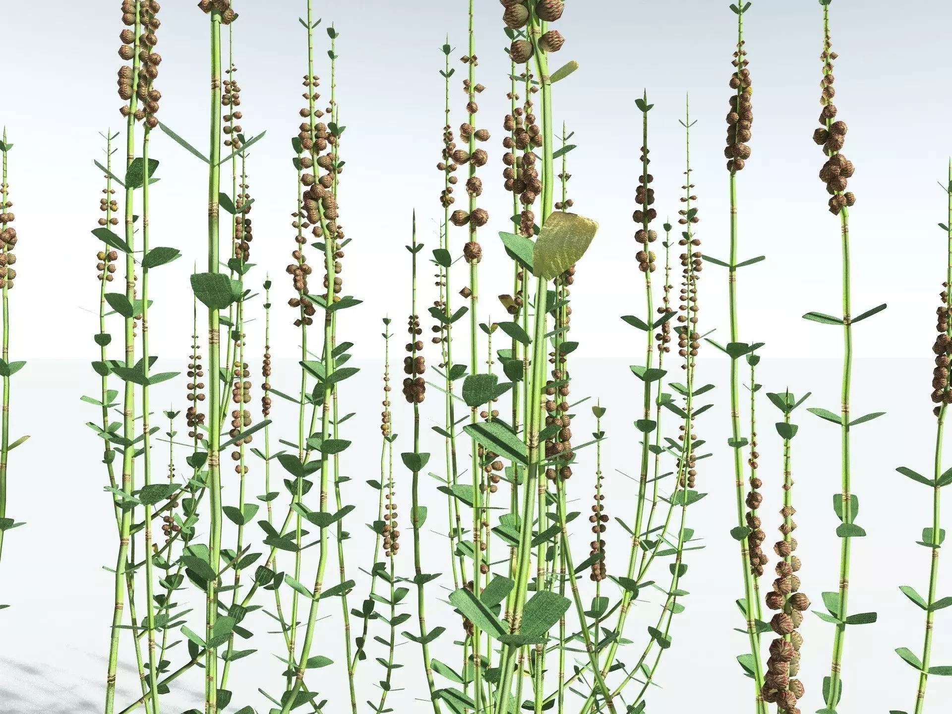 EVERYPlant Sphenophyllum Miravallis LowPoly Low-poly 3D model_1