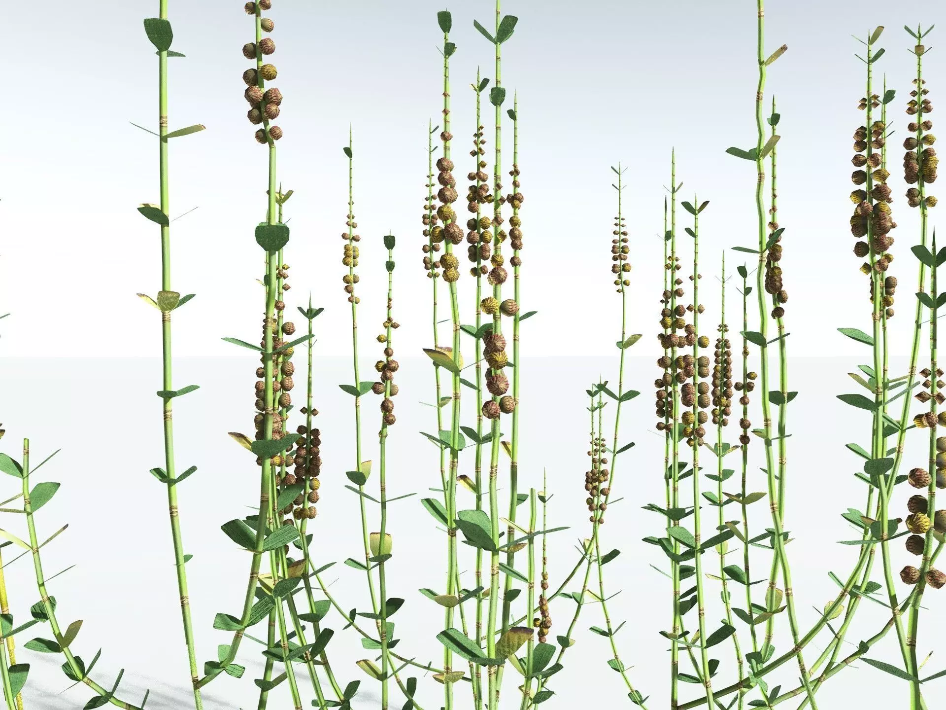 EVERYPlant Sphenophyllum Miravallis LowPoly Low-poly 3D model_13