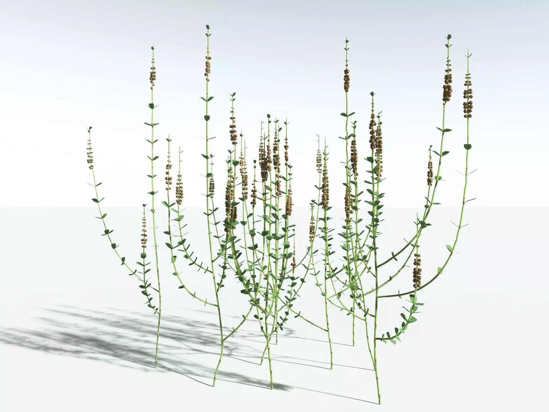 EVERYPlant Sphenophyllum Miravallis LowPoly Low-poly 3D model_2