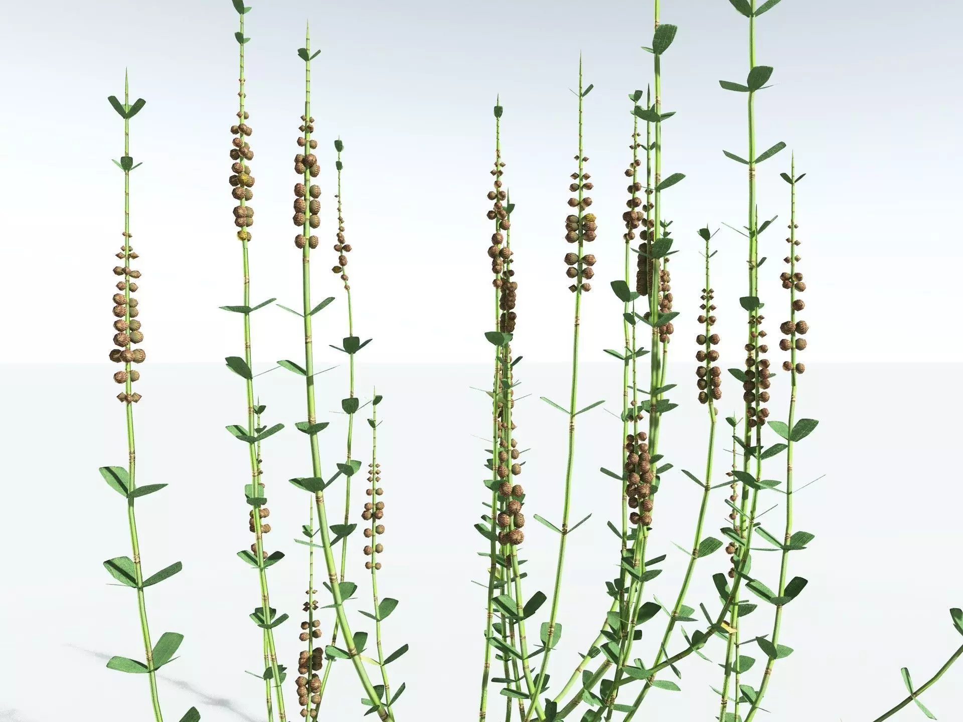 EVERYPlant Sphenophyllum Miravallis LowPoly Low-poly 3D model_33