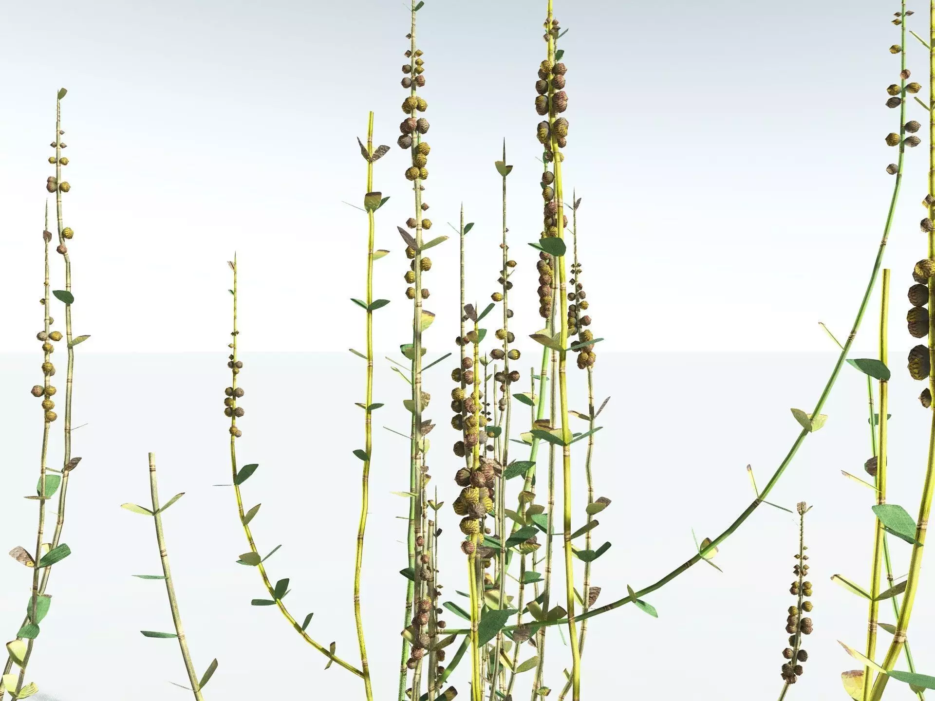 EVERYPlant Sphenophyllum Miravallis LowPoly Low-poly 3D model_15