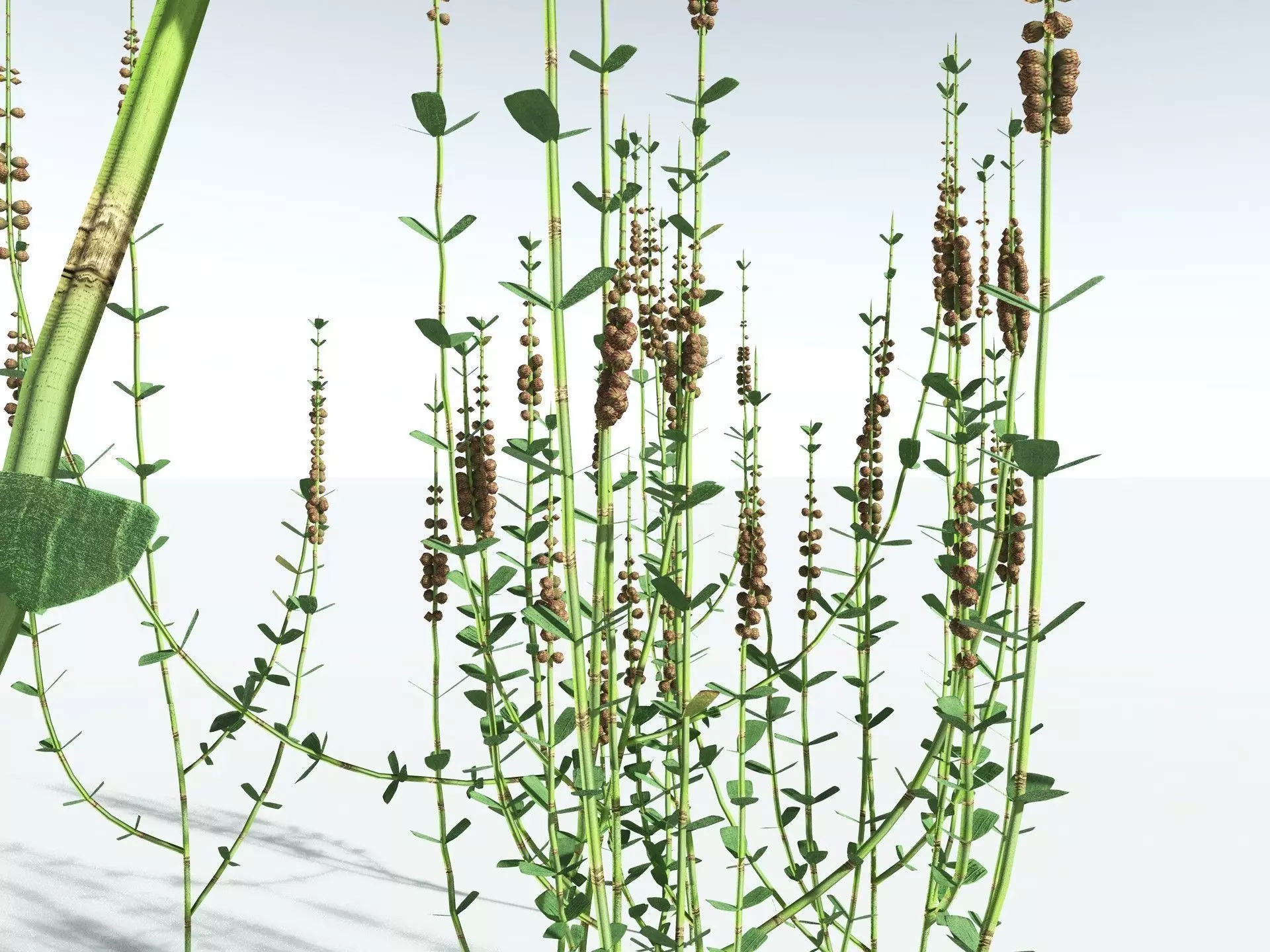 EVERYPlant Sphenophyllum Miravallis LowPoly Low-poly 3D model_35