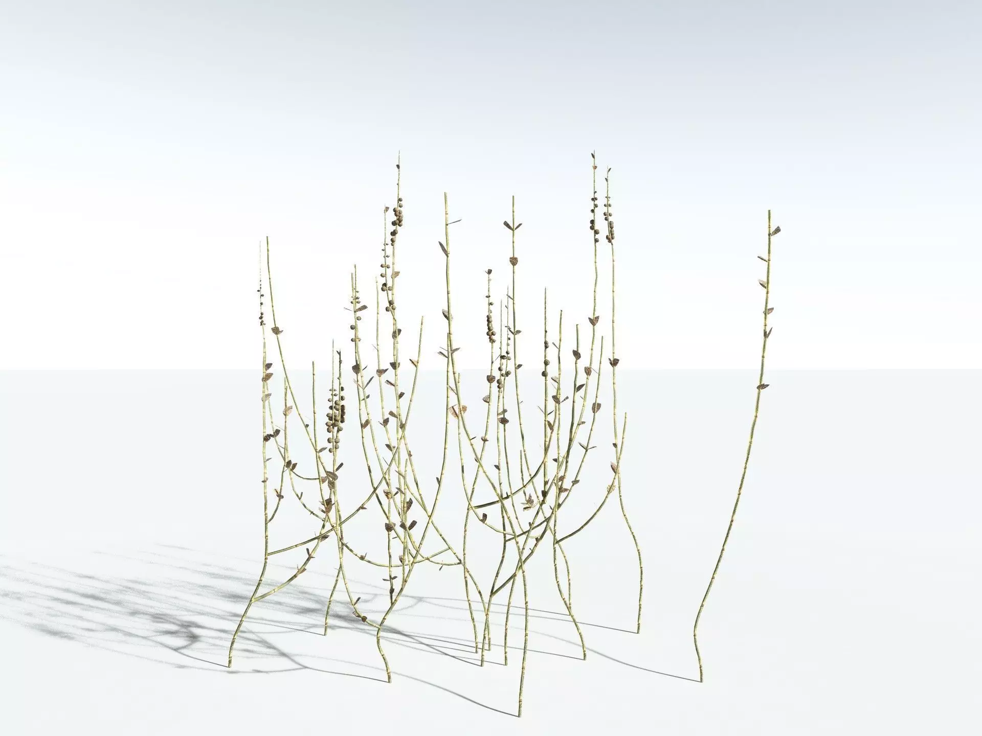 EVERYPlant Sphenophyllum Miravallis LowPoly Low-poly 3D model_18