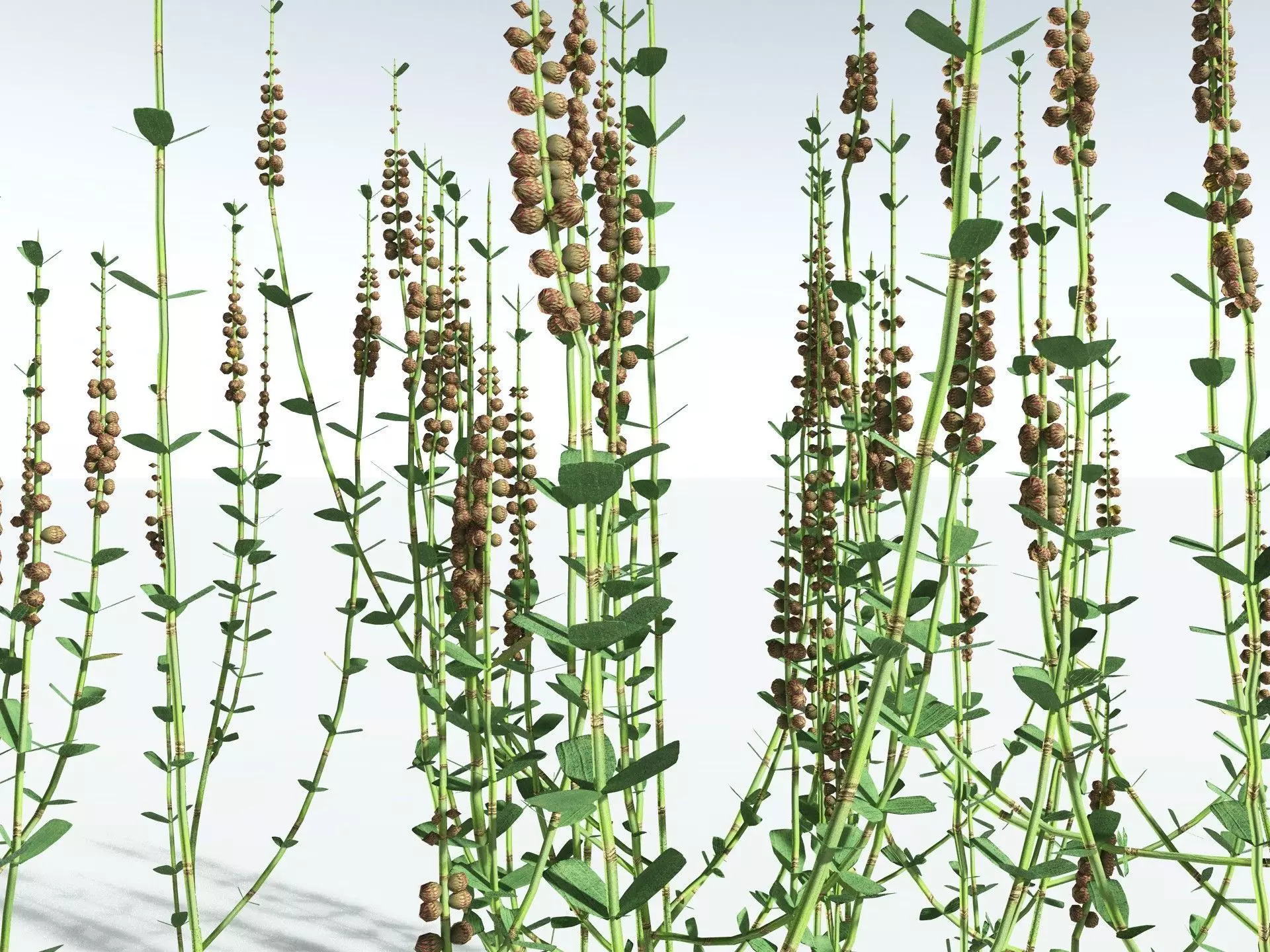 EVERYPlant Sphenophyllum Miravallis LowPoly Low-poly 3D model_9