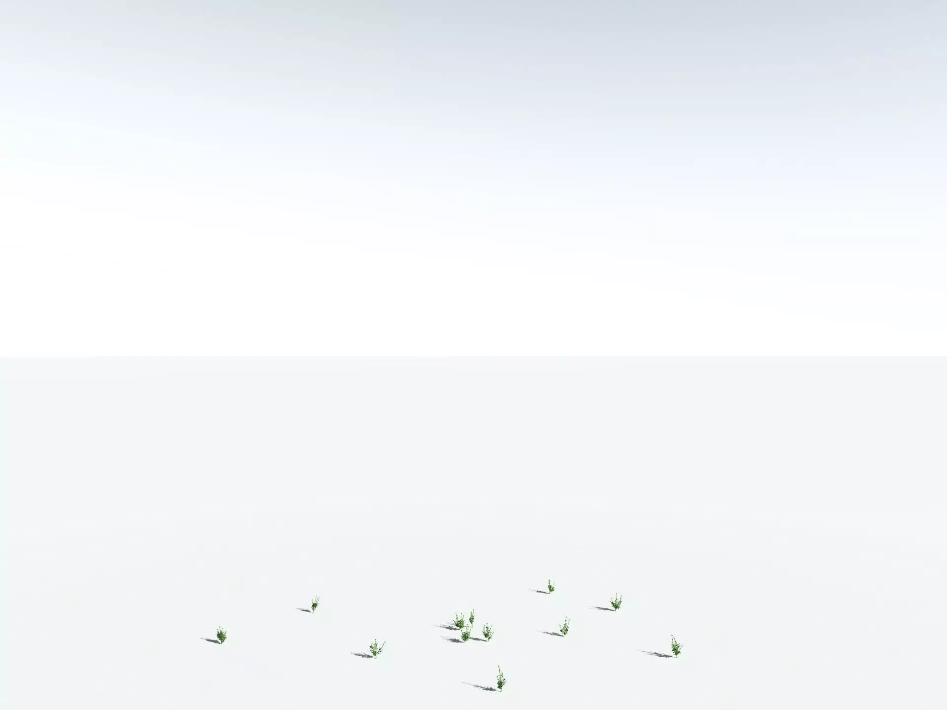 EVERYPlant Sphenophyllum Miravallis LowPoly Low-poly 3D model_28