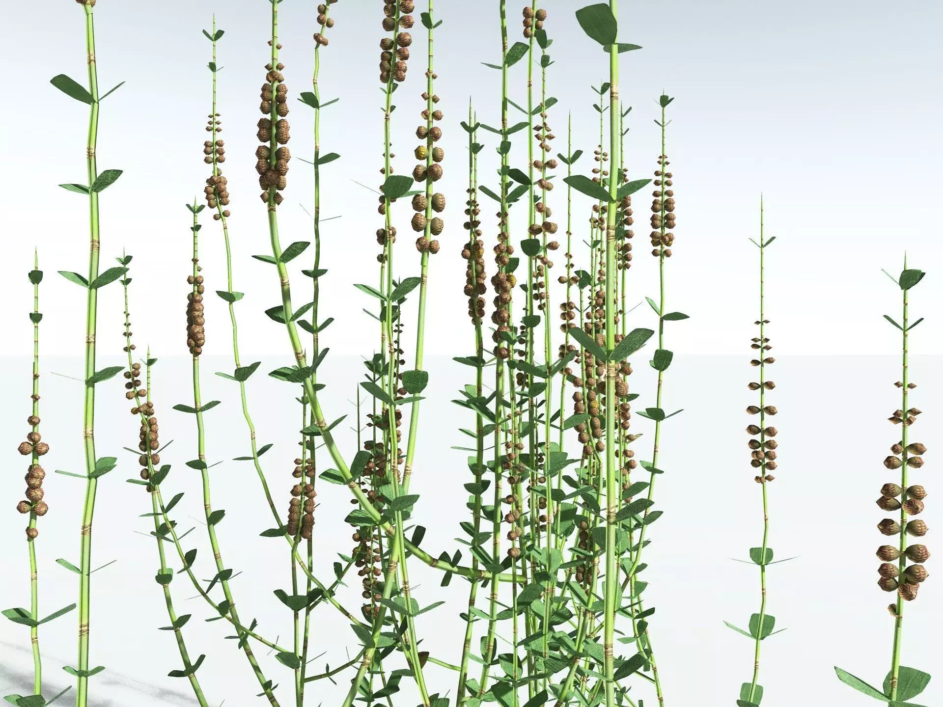 EVERYPlant Sphenophyllum Miravallis LowPoly Low-poly 3D model_7