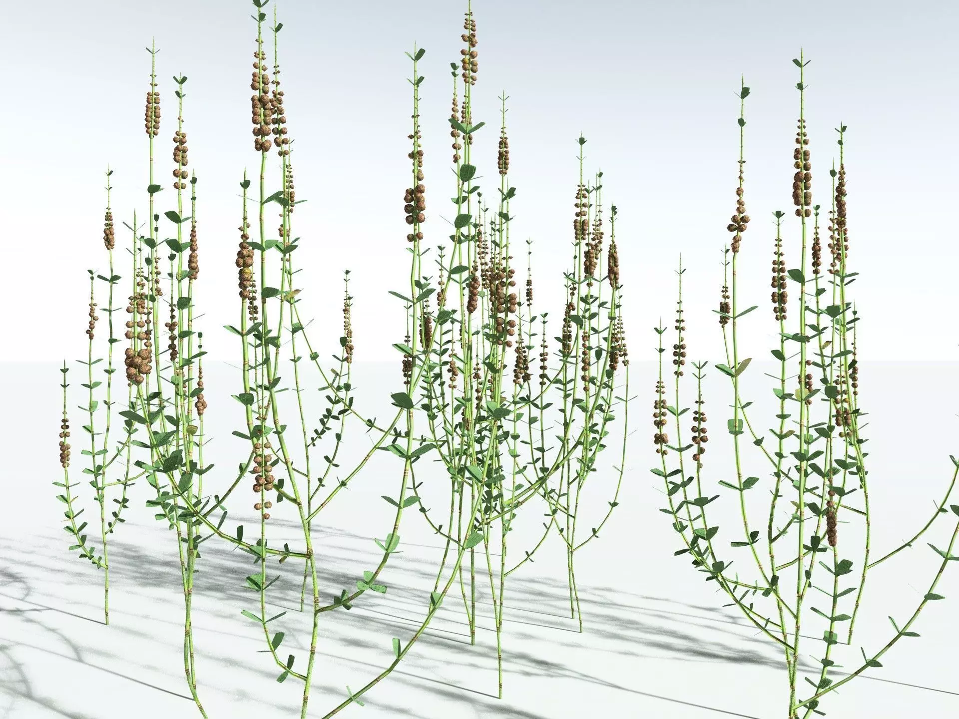 EVERYPlant Sphenophyllum Miravallis LowPoly Low-poly 3D model_34